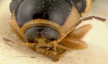 Media type: image; Entomology 9294   Aspect: head frontal view